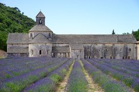 Lavender field in front of the monastery, Abbaye Notre-Dame de Senanque