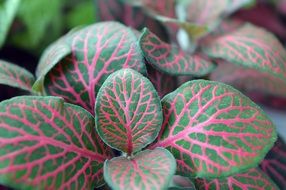 attractive Fittonia