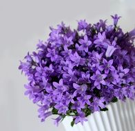 purple Spring Plant