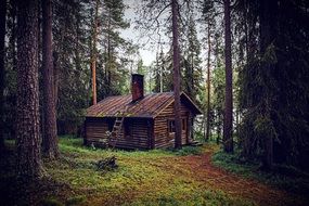 wooden house near the trees in the forest