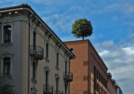 green tree on the roof of the house