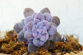 beautiful purple succulent plant