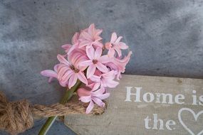 pink hyacinth flower with tag, home is where the heart is