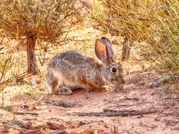 hare chews the grass drawing