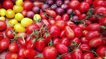 crop of tomatoes from the garden