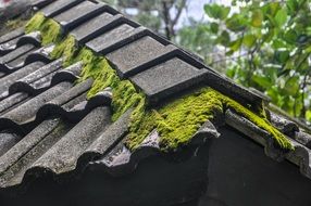 moss on a tiled roof