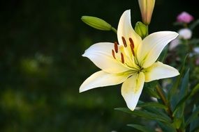 lily is a symbol of summer