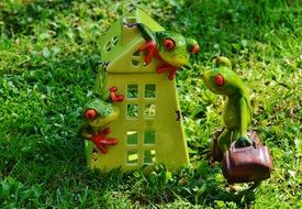 funny frogs at home