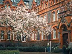 magnolia tree in bloom
