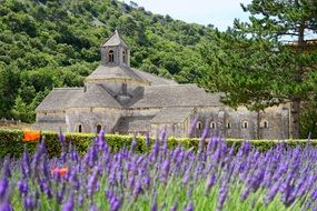 Abbaye de SÃ©nanque near lavender field