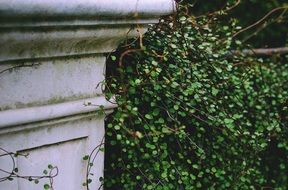 Beautiful green bushes in the beautiful garden