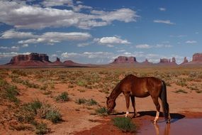 National Park valley horse