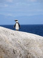 penguin on Boulders beach