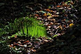 green leaf on a background of dry leaves
