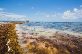 green algae with waves on the coast