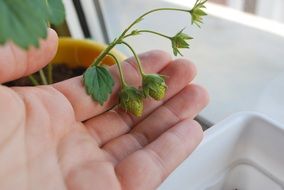 Green Young Strawberries
