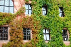 facade covered with green leaves