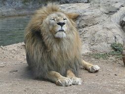 lion is the pride of the zoological garden