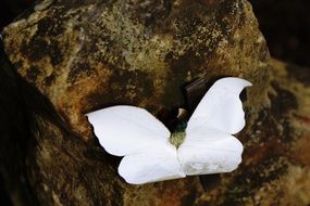 handmade white Butterfly on Cross on old tombstone