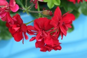 hanging red geranium close-up on blurred background