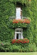amazing Ivy Facade