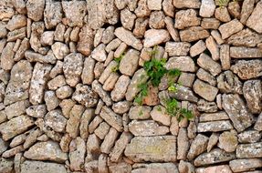 green plant through stone masonry