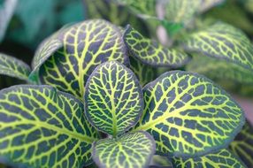 fittonia in variegated leaves
