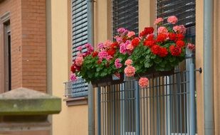 colorful geraniums in a flower box on the balcony