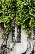 the windows are overgrown with greenery