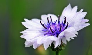 white flower with purple center