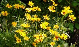 Yellow flowers blossom in the garden in summer