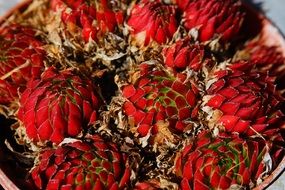 real houseleek red