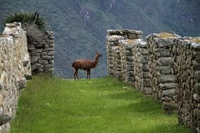 Llama at ancient ruin, peru, Machu Picchu