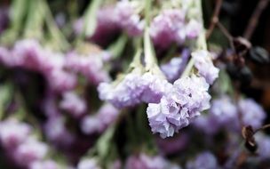 Flowers Purple Close up