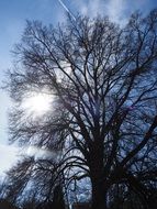 bright sun through the crowns of a huge elm