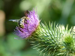 hornet on a thistle flower close-up