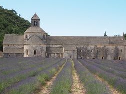 monastery lavender cultivation