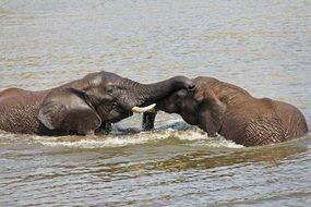 Elephants Playing Water