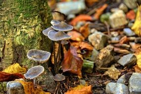 stones, mushrooms and autumn foliage