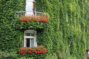 ivy leaf facade old town