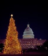 christmas tree capitol winter season