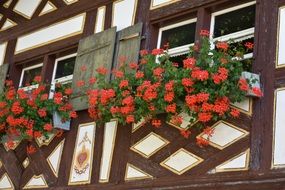 Window Decorations