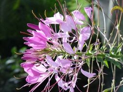 Purple garden flowers blossom in summer