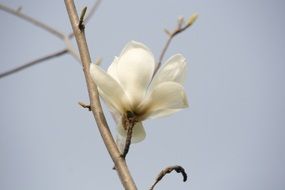white magnolia flower on a branch