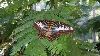 Blue Sailor Butterfly