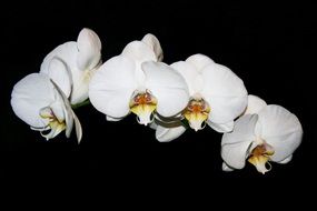 white Orchid on black background