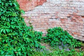 Picture of brick wall and plants