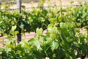 green vine leaves on the plantation