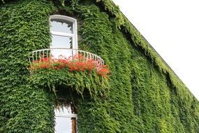 ivy leaf facade