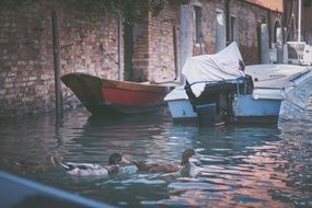 ducks and boats on the canal in venice